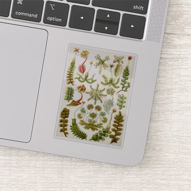 Sticker L'illustration de la verpète par Ernst Haeckel (Détail)