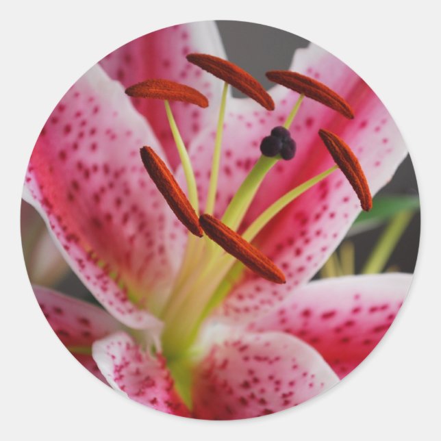 Sticker Lily Stargazer (Devant)