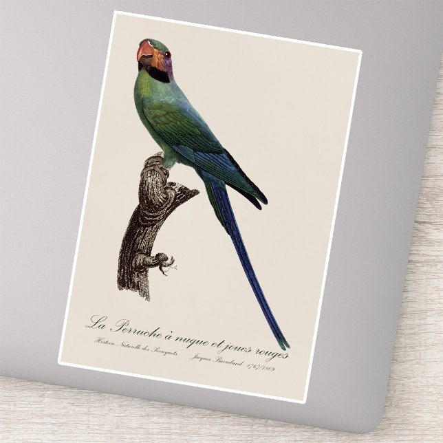Sticker Long-Tailed Parakeet, Psittacula Longicauda (Long-Tailed Parakeet, Psittacula Longicauda. Sticker)
