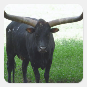 Sticker Longhorn Bull
