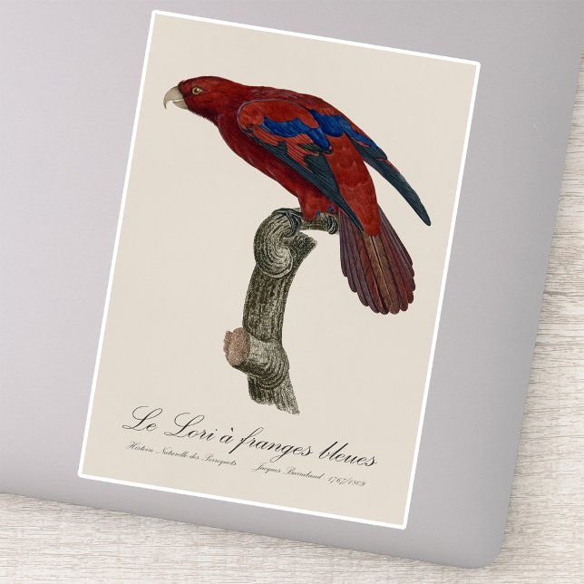 Sticker Lori à queue brune, Trichoglossus borneus (Long-Tailed Red Lory, Trichoglossus borneus. Sticker)