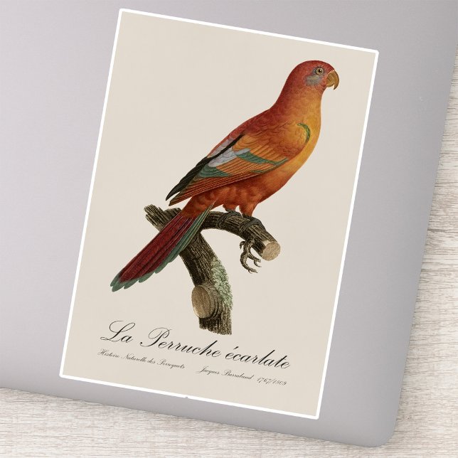 Sticker Lori de Bornéo, Trichoglossus borneus (Red Lory or Eos Bornea, Trichoglossus borneus. Sticker)