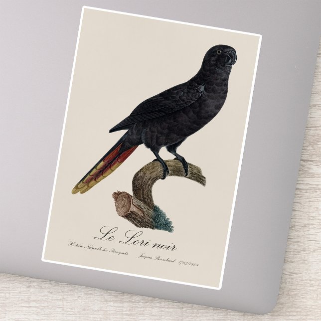 Sticker Lori noir ou Lori à bec rouge, Chalcopsitta atra (Black Lory or Red-Quilled Lory, Chalcopsitta atra. Sticker)