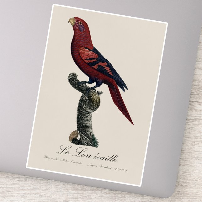 Sticker Lori réticulé, Trichoglossus reticulatus (Blue-Streaked Lory, Trichoglossus reticulatus. Sticker )