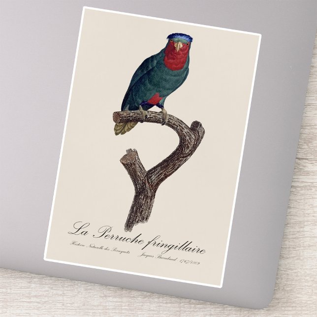 Sticker Loriquet à couronne bleue, Vini Australis (Blue-Crowned Lorikeet, Vini Australis. Sticker)
