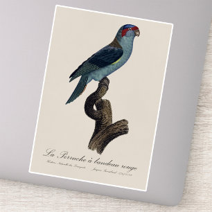 Sticker Loriquet à tête bleue, Trichoglossus concinnus