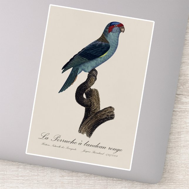 Sticker Loriquet à tête bleue, Trichoglossus concinnus (Musk Lorikeet, Trichoglossus Concinnus. Sticker)
