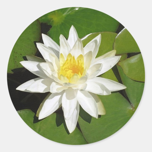 Sticker Lotus Blanc (Devant)