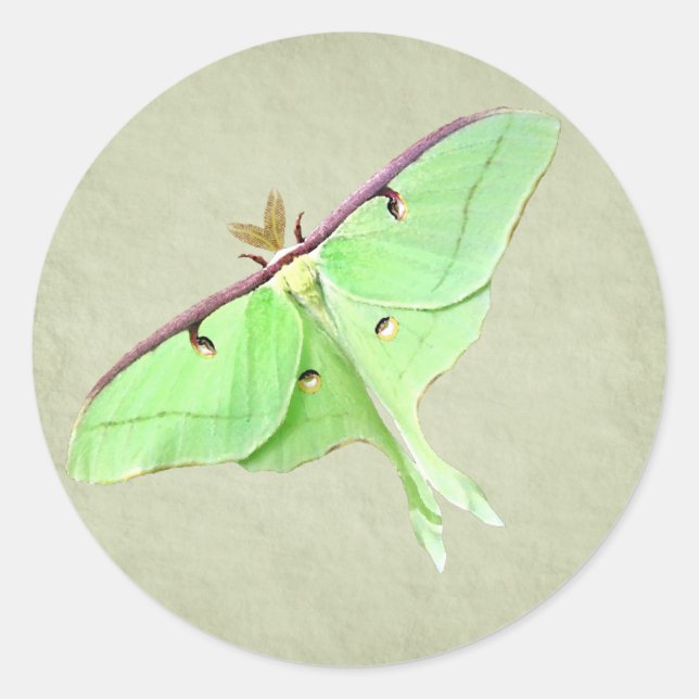 Sticker Luna Moth (Devant)