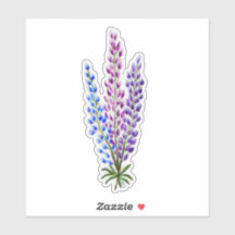 Lupins de Nouvelle-Écosse