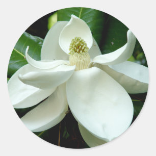 Sticker Magnolia Bloom