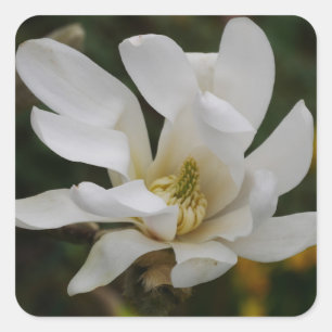 Sticker Magnolia Star Blanc