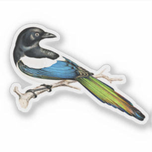 Sticker Magpie Bird