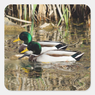 Sticker Mallard Ducks