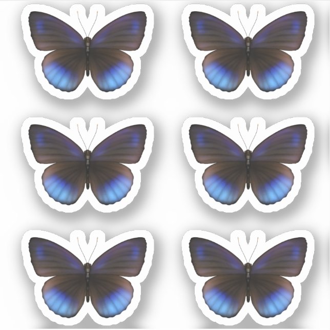 Sticker Mariage Bleu et Noir Papillon (Devant)