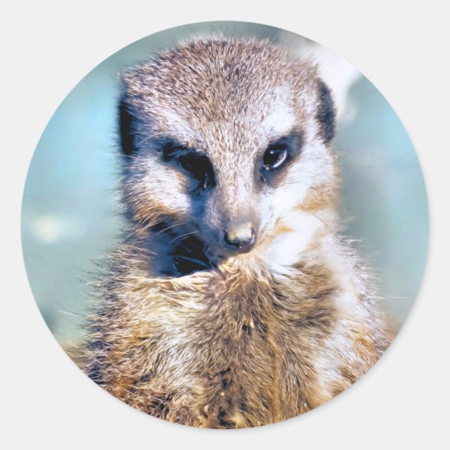 Sticker MEERKAT (Devant)