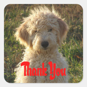 Sticker Merci pour Chien Chien Chien Goldendoodle