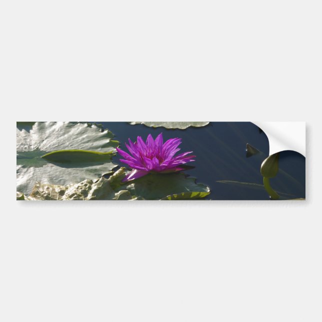 Sticker Nénuphar Lotus (Devant)