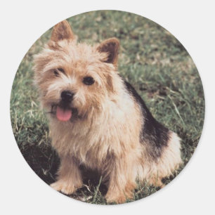 Sticker Norwich Terrier