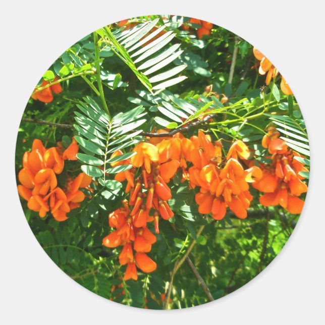 Sticker OBX Scarlet Wisteria (Sesbania punicea) (Devant)