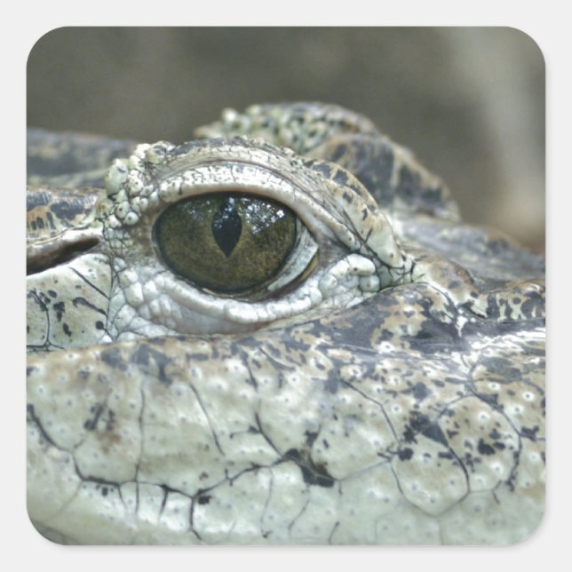 Sticker oculaire crocodile (Devant)
