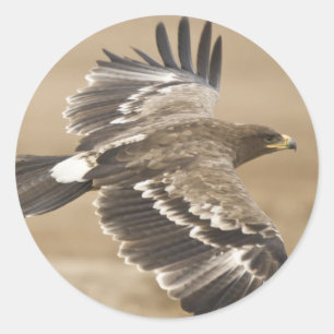 Sticker Oiseau Aigle Volant