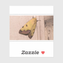 Ophiusa tirhaca, le drabe vert