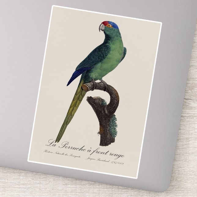 Sticker Orange-Fronted Parakeet, Eupsittula Canicularis (Orange-Fronted Parakeet, Eupsittula Canicularis. Sticker)