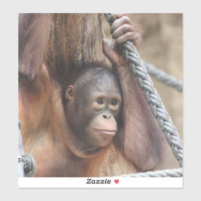 Sticker OrangUtan 002 (Feuille)
