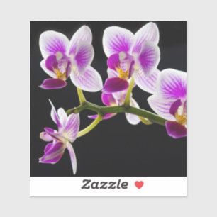 Sticker Orchidée blanche et violette