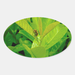 Sticker Ovale Abeille affectueuse verte
