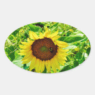 Sticker Ovale Abeille sur tournesol jaune