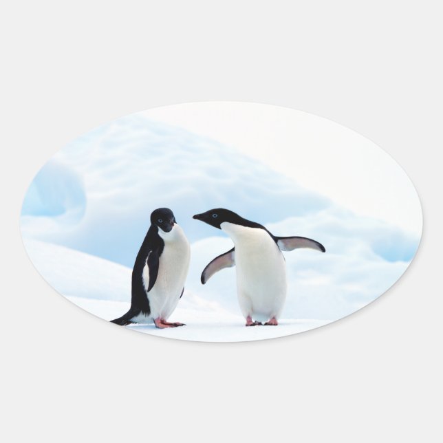 Sticker Ovale Adelie Penguins (Devant)