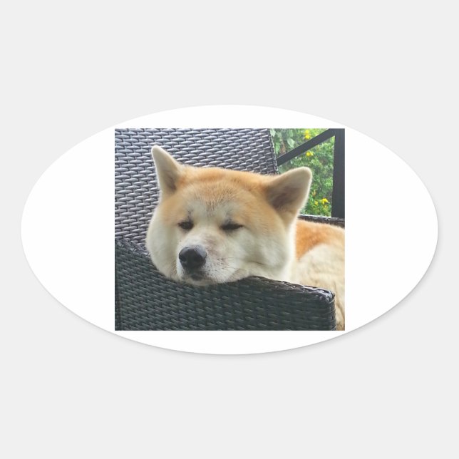Sticker Ovale akita-chilling.png (Devant)