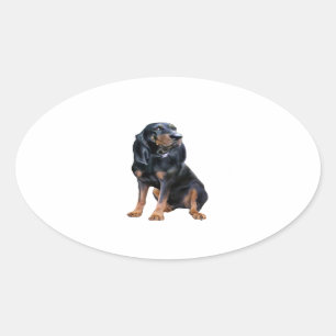 Sticker Ovale American Coon Hound - Noir et Tan