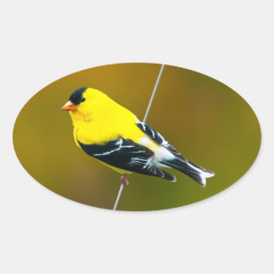 Sticker Ovale American Goldfinch - Photo originale
