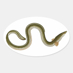 Sticker Ovale Anguilla anguilla