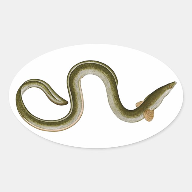 Sticker Ovale Anguilla anguilla (Devant)