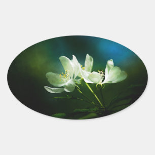 Sticker Ovale Apple Blossom - Deux Fleurs
