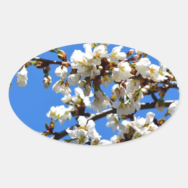 Sticker Ovale Arbre de printemps blanc fleuri blanc (Devant)