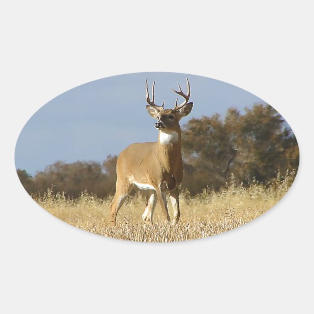 Sticker Ovale Automne Whitetail Buck (Devant)