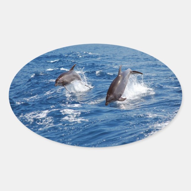 Sticker Ovale Aventure dauphin (Devant)