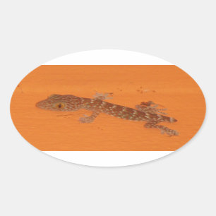Sticker Ovale Baby Tokay Gecko