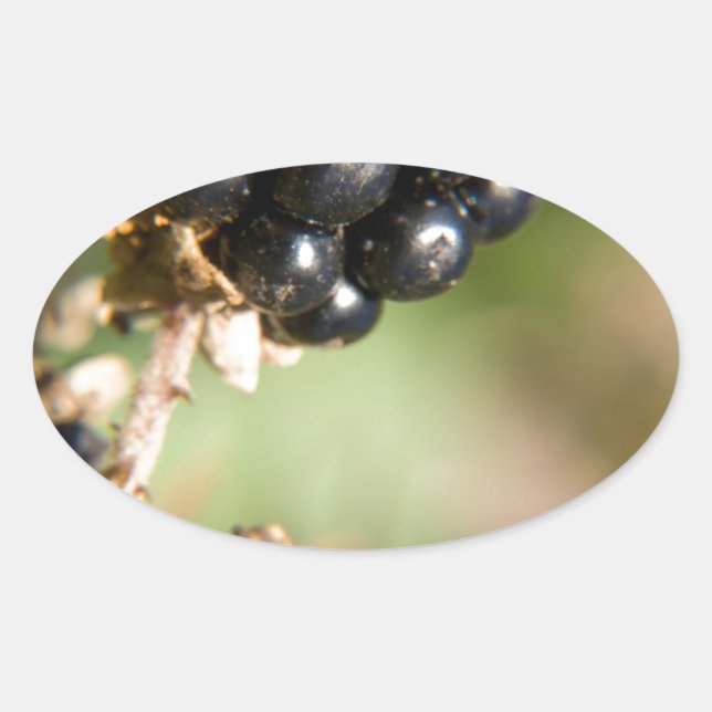Sticker Ovale Baies d'automne (Devant)