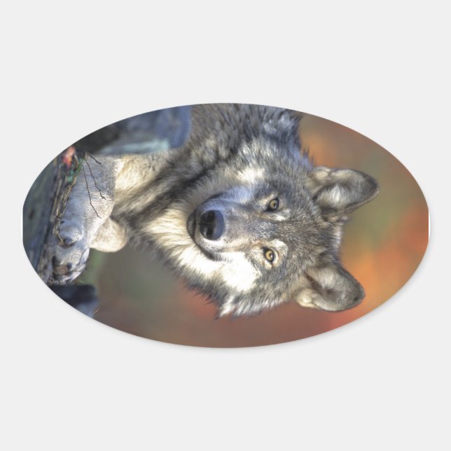 Sticker Ovale Beau loup (Devant)