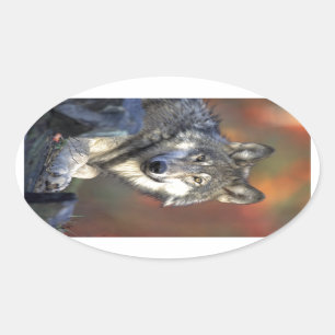 Sticker Ovale Beau loup