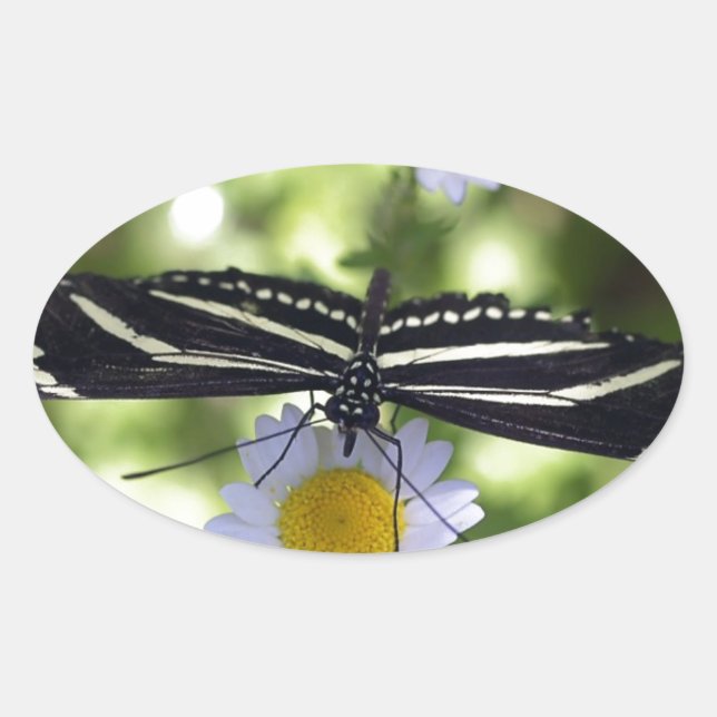 Sticker Ovale Beau Papillon rayé noir et blanc (Devant)