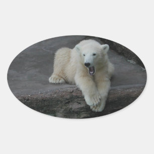 Sticker Ovale Bébé d'ours polaire