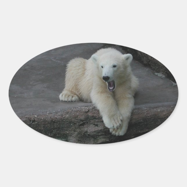 Sticker Ovale Bébé d'ours polaire (Devant)