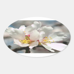 Sticker Ovale Bécasseau en fleurs d'amandes blanches
